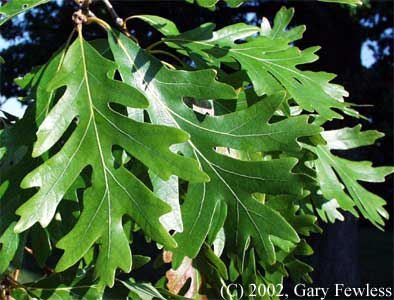 White Oak – Quercus Alba | The University of Alabama Arboretum