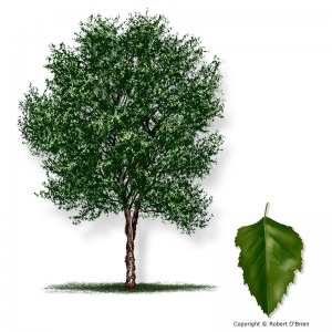 River Birch – Betula nigra – The University of Alabama Arboretum