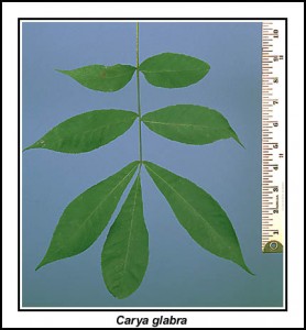 pignut hickory leaves