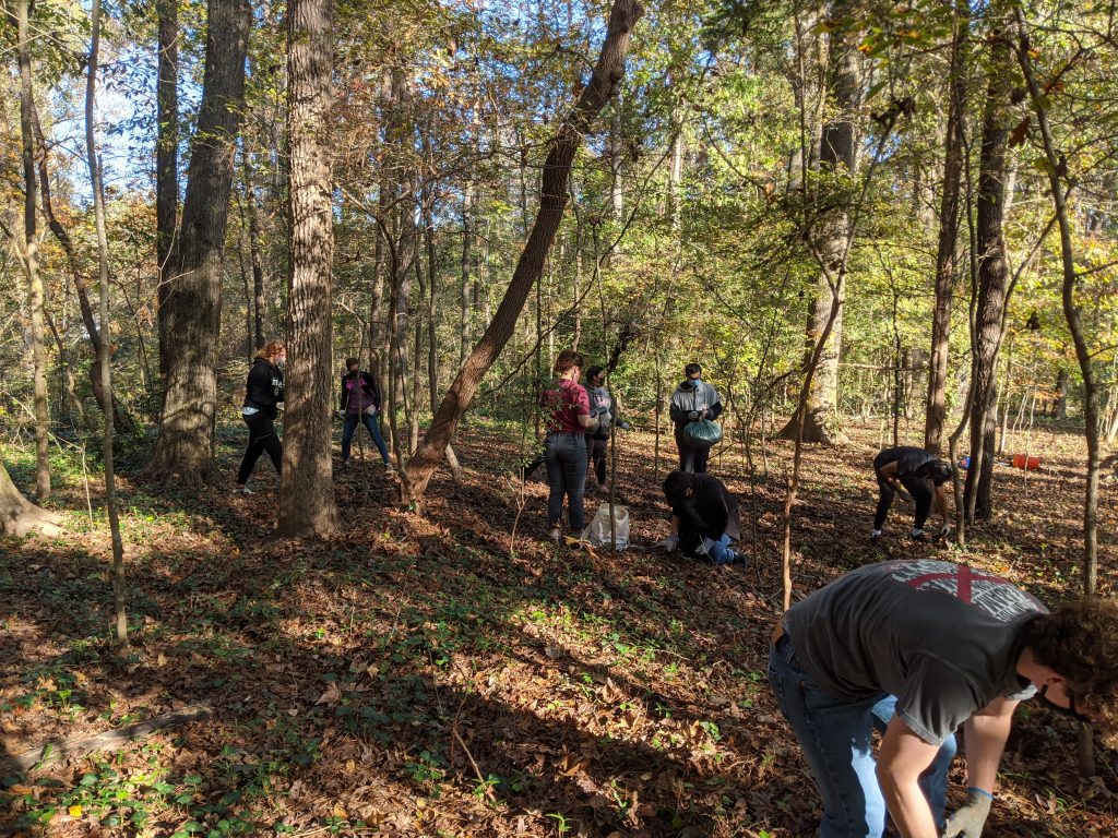 People in wooded area pulling up invasive plants.