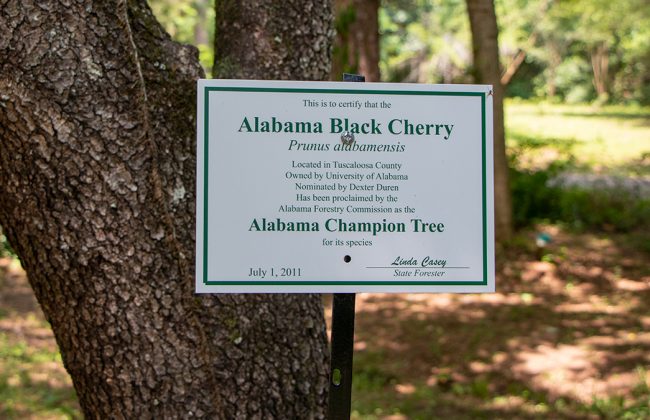 Alabama black cherry tree