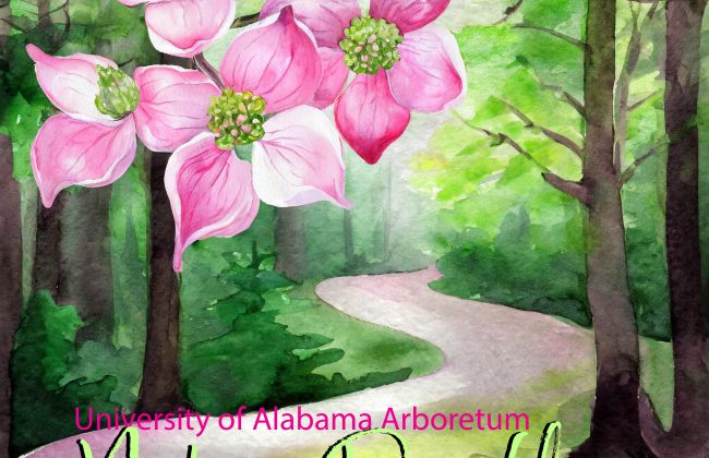 pink dogwood blossoms and forest path